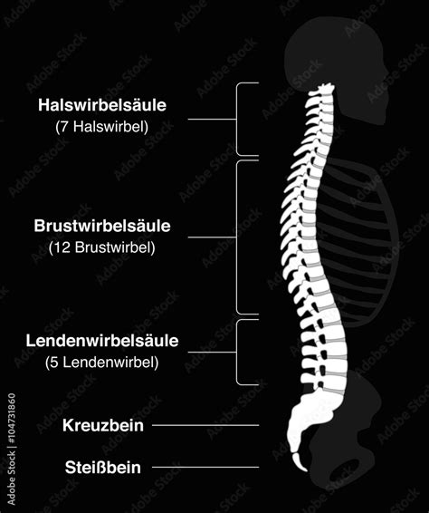 Human Backbone With German Names Of The Spine Sections And Numbers Of