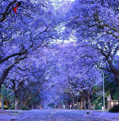 Choose cones that are closed because open cones mean that seeds were probably been released. Blue Jacaranda Tree Seeds(Jacaranda Mimosifolia)showy ...