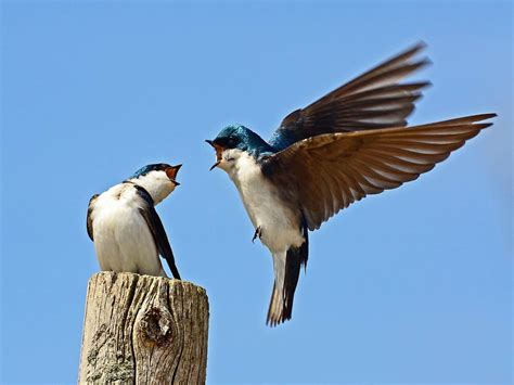 Many Things We Dont Know About Tree Swallow Are More Interesting Than Its Eye Catching