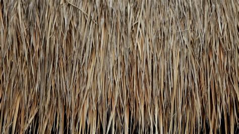 Cu Thatch On Roof Of Hut Indonesia Stock Footage Sbv 311475857