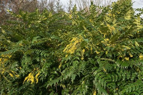 Mahonia Care Guide And Growing Tips Uk