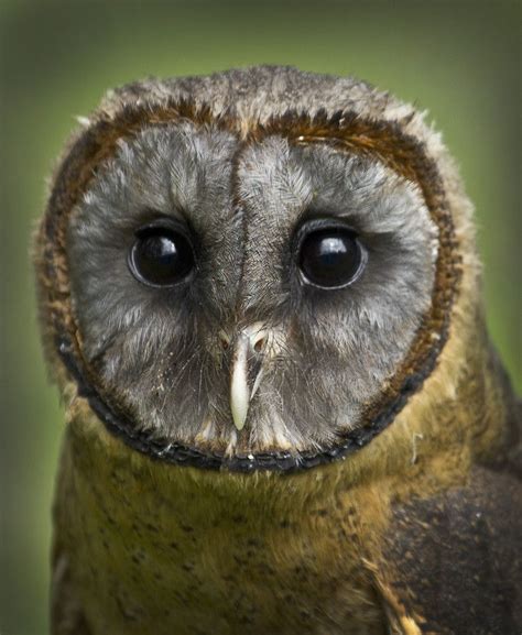 Barn Owl Isle Of Man Barn Owl Owl Awesome Owls