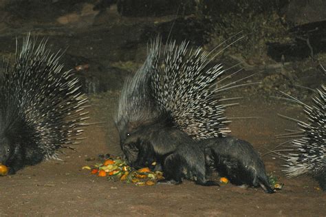 Porcupines And Honey Badgers Seen From A Hide At Night Flickr