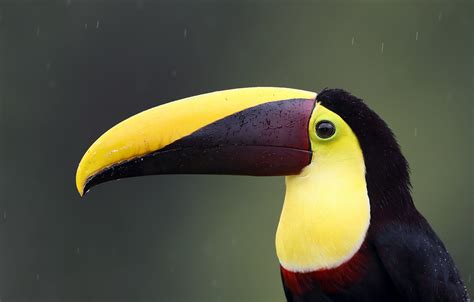 Wallpaper Rain Bird Beak Nose Toucan Images For Desktop Section