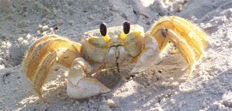11 Super Cool Facts About Crabs Awesome Ocean