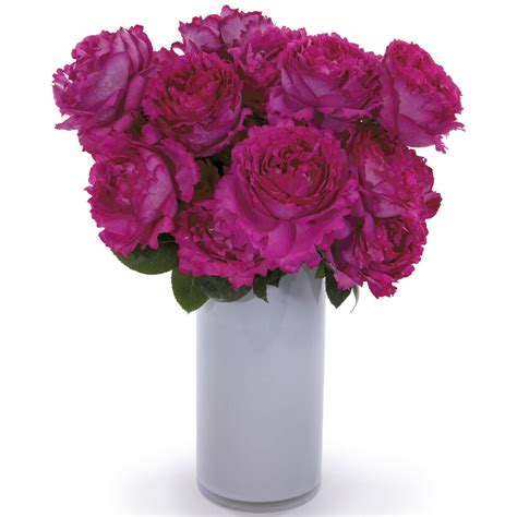 Buy this ecuador rose from four seasons quality(fsq). Yves Piaget Roses - Garden Roses Direct