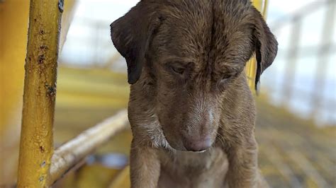 Dog Rescued While Swimming 135 Miles From Shore In The Gulf Of Thailand