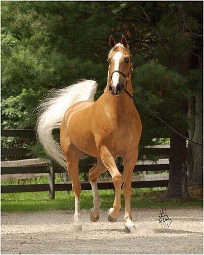 Golden Palomino Arab Stallion Horses Beautiful Horses Palomino Horse