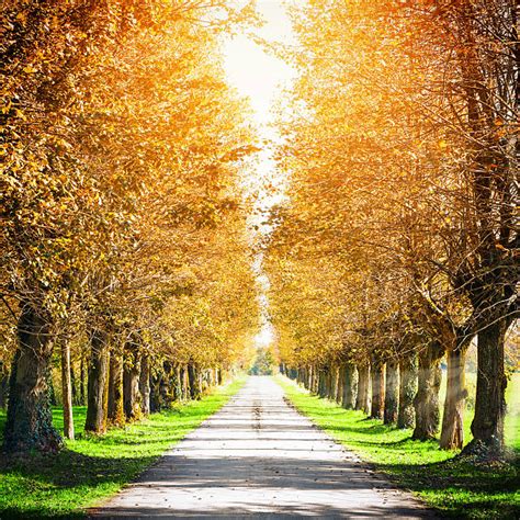 Tree Lined Dirt Road Stock Photos Pictures And Royalty Free Images Istock