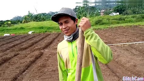 Bawang daun (allium fistulosum) adalah tipe sayuran yg sering dijadikan bumbu atau bahan penyedap masakan. Tanam bawang merah - YouTube