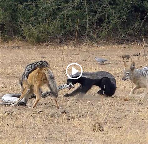 Incredible Wildlife Encounter Honey Badgers And Jackals Join Forces To