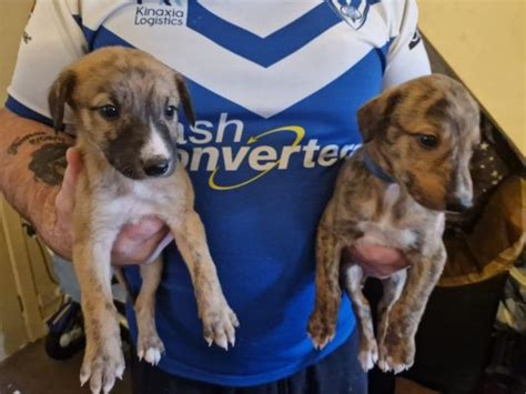 10 Lurcher Pups For Sale Ukpets