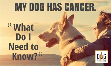 If you don't have a thermometer, feel his paws. My Dog Has Cancer: What Do I Need to Know? │ Molly ...
