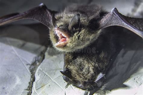 Angry Pair Of Bats Disturbed During Hibernation Stock Photo Image Of