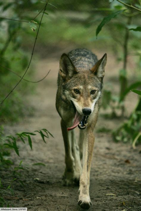 Red Wolf Facts And Pictures Critically Endangered Mammal Complete Guide