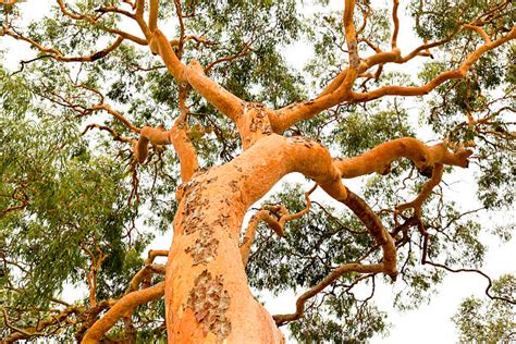 510 Eucalyptus Tree From Below Stock Photos Pictures And Royalty Free