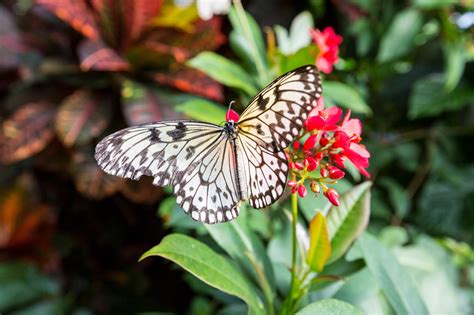 Naturetastic Blog Victoria Butterfly Gardens Part 1 Central