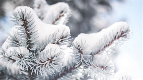 Download Wallpaper 1920x1080 Branch Needles Snow Winter Blur Full