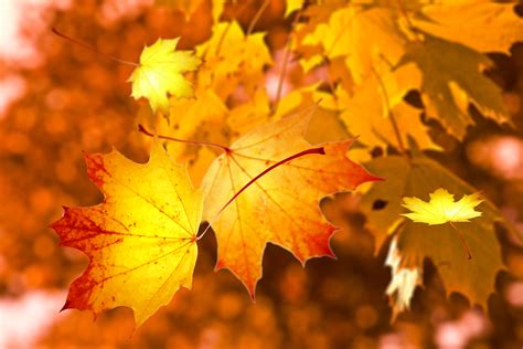Autumn Leaves Desktop Wallpaper