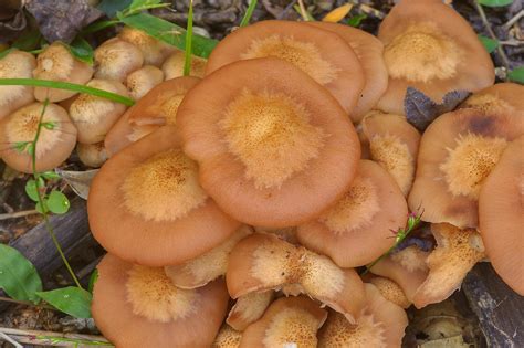 Photo 1291 11 Cluster Of Ringless Honey Mushrooms