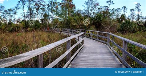 Boardwalk Path At Corkscrew Swamp Sanctuary In Naples Stock Image