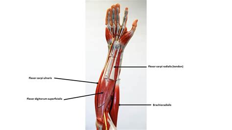 Arm muscles can also be classified by their compartments or regions. Muscle Models