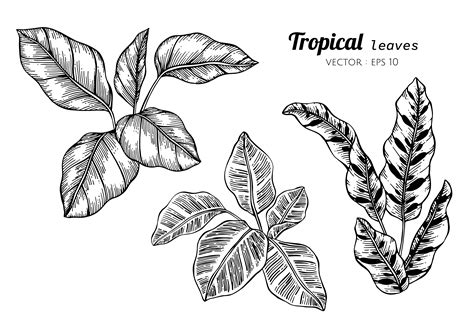 Collection set of Tropical leaves drawing illustration. - Download Free Vectors, Clipart ...