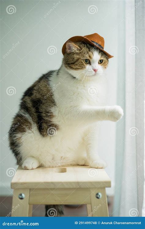Scottish Tabby Cat With Vintage Cowboy Costume Stock Photo Image Of