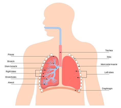 A Guide To Understand Lung With Diagrams EdrawMax Online