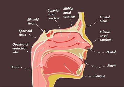 Diagram Of Human Sinuses