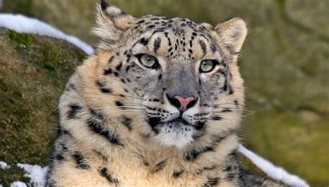 Snow Leopard San Diego Zoo Wildlife Explorers