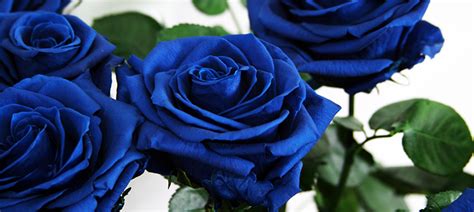 La palabra «rosa» llegó al idioma latín a través del sustantivo griego ῥόδον (rhodon), 'rosa'; El significado de las rosas según su color - Verdissimo