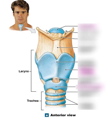 Anterior View Of Larynx And Trachea 3 Unpaired Cartilages Diagram Quizlet