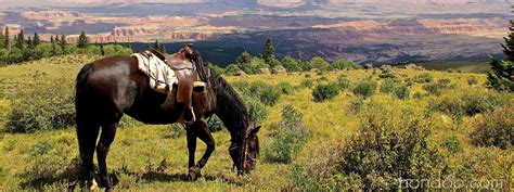 Utah Trail Rides And Utah Horseback Riding Vacations Hondoo