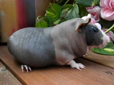 Hairless Guinea Pigs FOR SALE ADOPTION From Red Bud IL Illinois