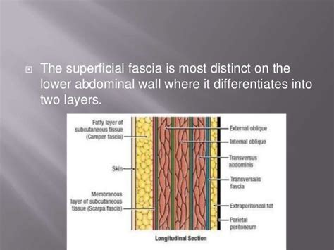 Superficial And Deep Fascia