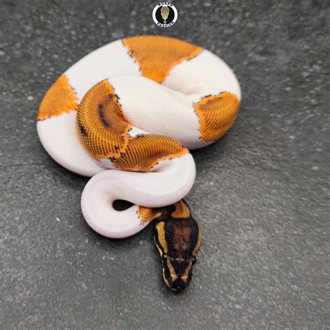 Super Orange Dream Pied Ball Python By Morph Passion Morphmarket