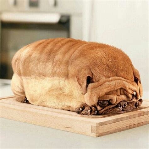 Bread is in most people's table. Can Dogs Eat Bread? Which Bread Is Toxic For Dogs?