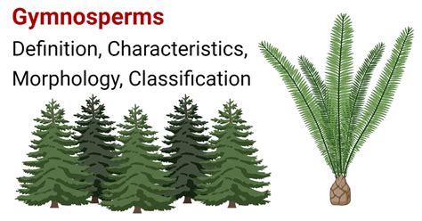 Gymnosperms Characteristics Morphology Classification Uses