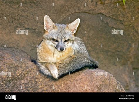 Gray Fox Urocyon Cinereoargenteus Arizona Hi Res Stock Photography And