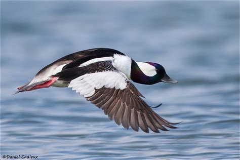 Bufflehead In Flight Waterfowl Taxidermy Duck Pictures Bird Hunting