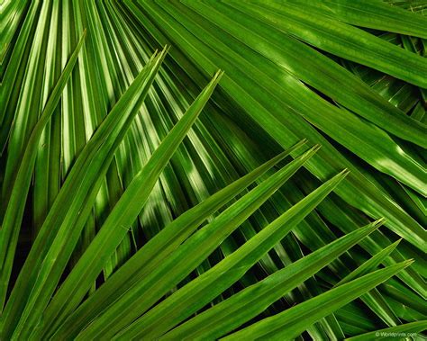 Palm Leaf Laptop Wallpaper