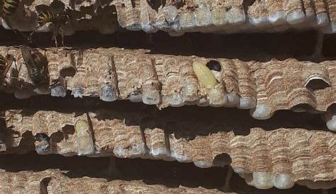 The lifecycle of a wasp nest in Reading