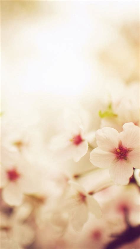 Blossom Cherry Spring Red Sakura Nature Flower Iphone 8 Wallpapers Free