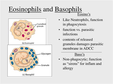 Eosinophils Function