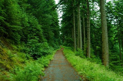 Tree Nature Forest Path Plant Trail Paths Nature Background