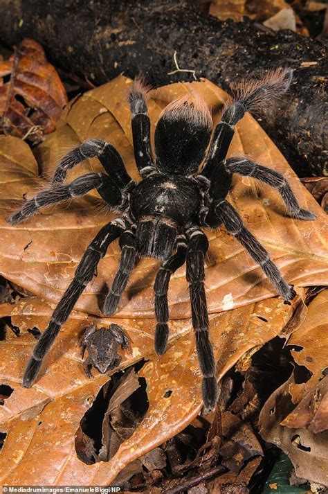 What Animal Group Does A Spider Belong To Quora
