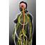 Female Nervous System Photograph By Pixologicstudio/science Photo Library