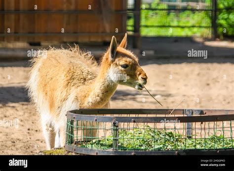Young Lama Eating Hay In Zoological Garden Stock Photo Alamy