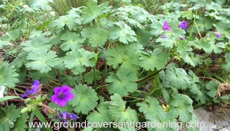 Ground Cover Plants For Sunny Areas Ground Covers And Gardening